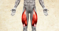 Anatomie lidského těla - Musculus quadriceps femoris / čtyřhlavý sval stehenní