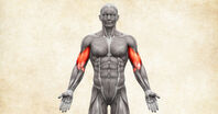 Anatomie lidského těla - biceps / dvojhlavý sval pažní