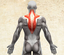 Anatomie lidského těla - musculus trapezius / sval trapézový