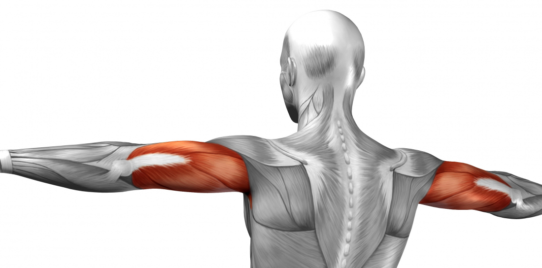 Anatomie triceps