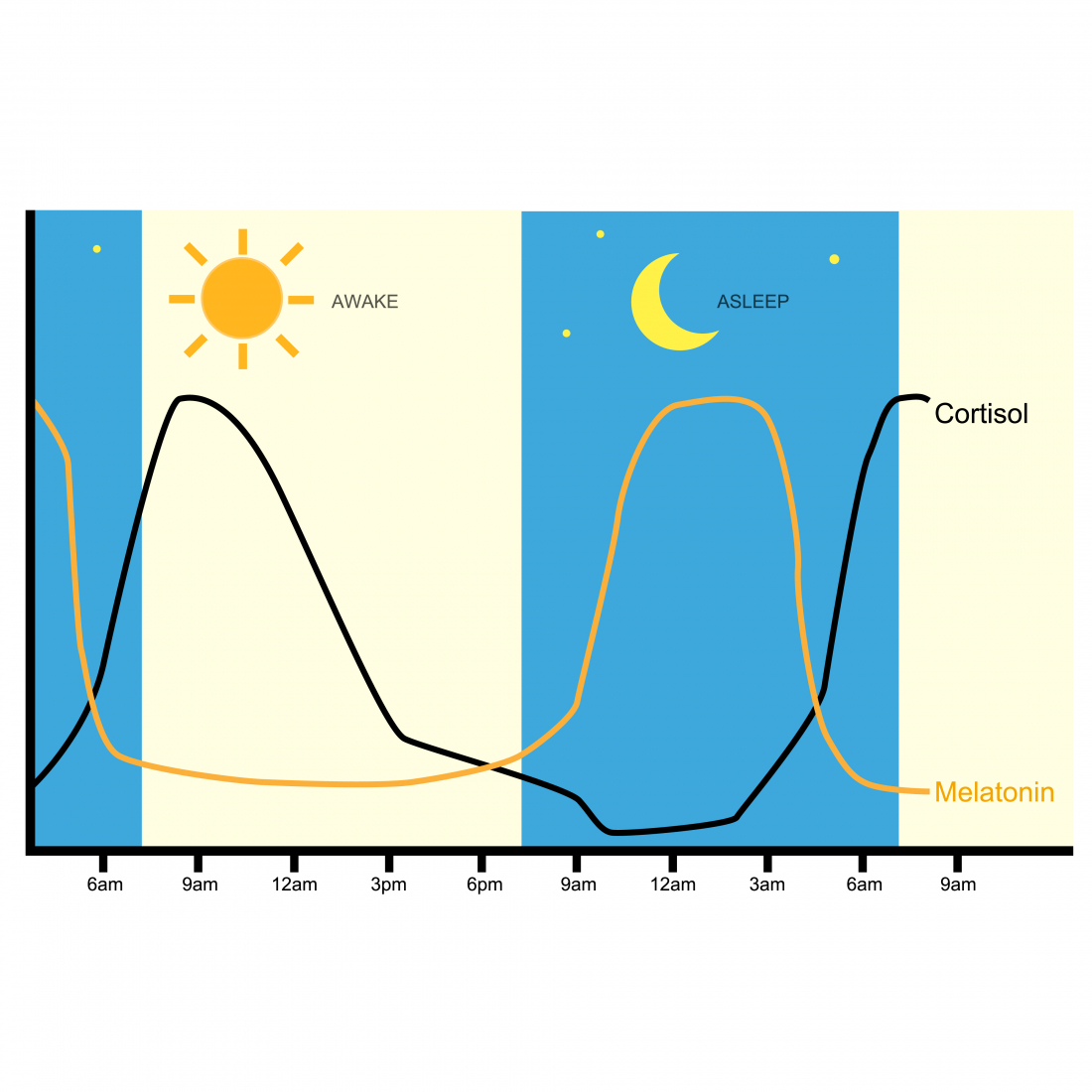 Hladina kortizolu se mění v průběhu dne v závislosti na spánku i fyzické aktivitě.