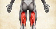 Anatomie lidského těla - Posterior thigh muscles (hamstrings) / zadní stehenní svaly